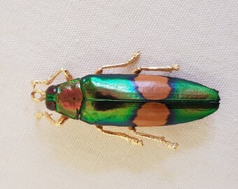 Echter Käfer vergoldet als Kettenanhänger, genuine bug gold plated as pendant