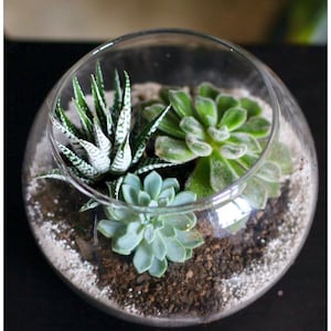 Desktop Vase for Succulents Air Plant a Terrarium Kit: 5" Glass Globe, Sea Shells, Moss