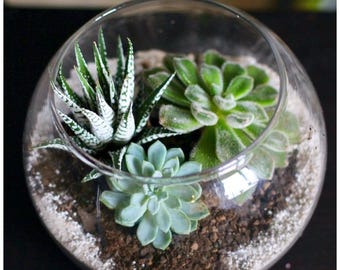 Desktop Succulent Vase Air Plant Terrarium Kit: 5" Glass Globe, Sea Shells, Moss, Live Plants