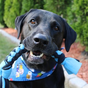 Solid Colors Dog Toy