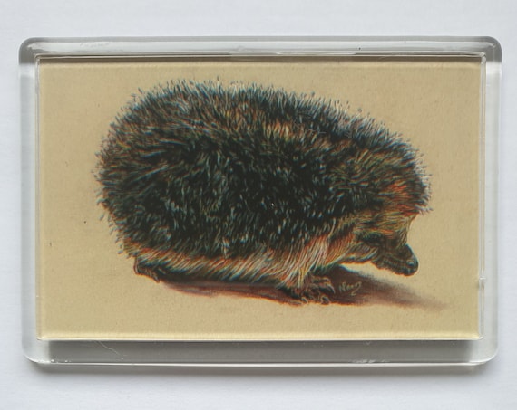 Hedgehog - Fridge magnet - 52 x 76 x 5mm