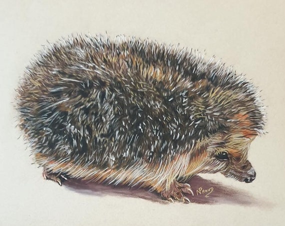 Hedgehog - colour pastel print - 10" x 8"