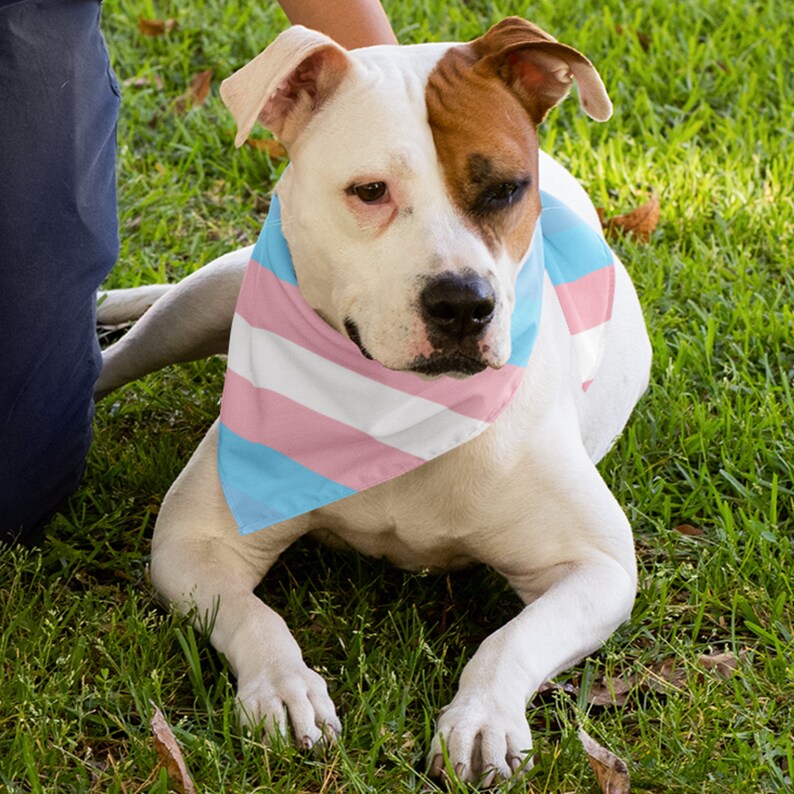 65-mcmlxv-transgender-pride-flag-print-pet-bandana-etsy