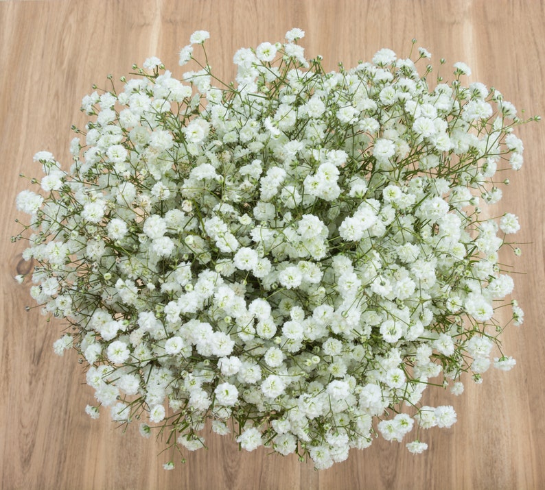 Wholesale Gypso Fresh Baby/'s Breath Fresh Gypsophila Bulk Fresh Flowers Wedding Flowers