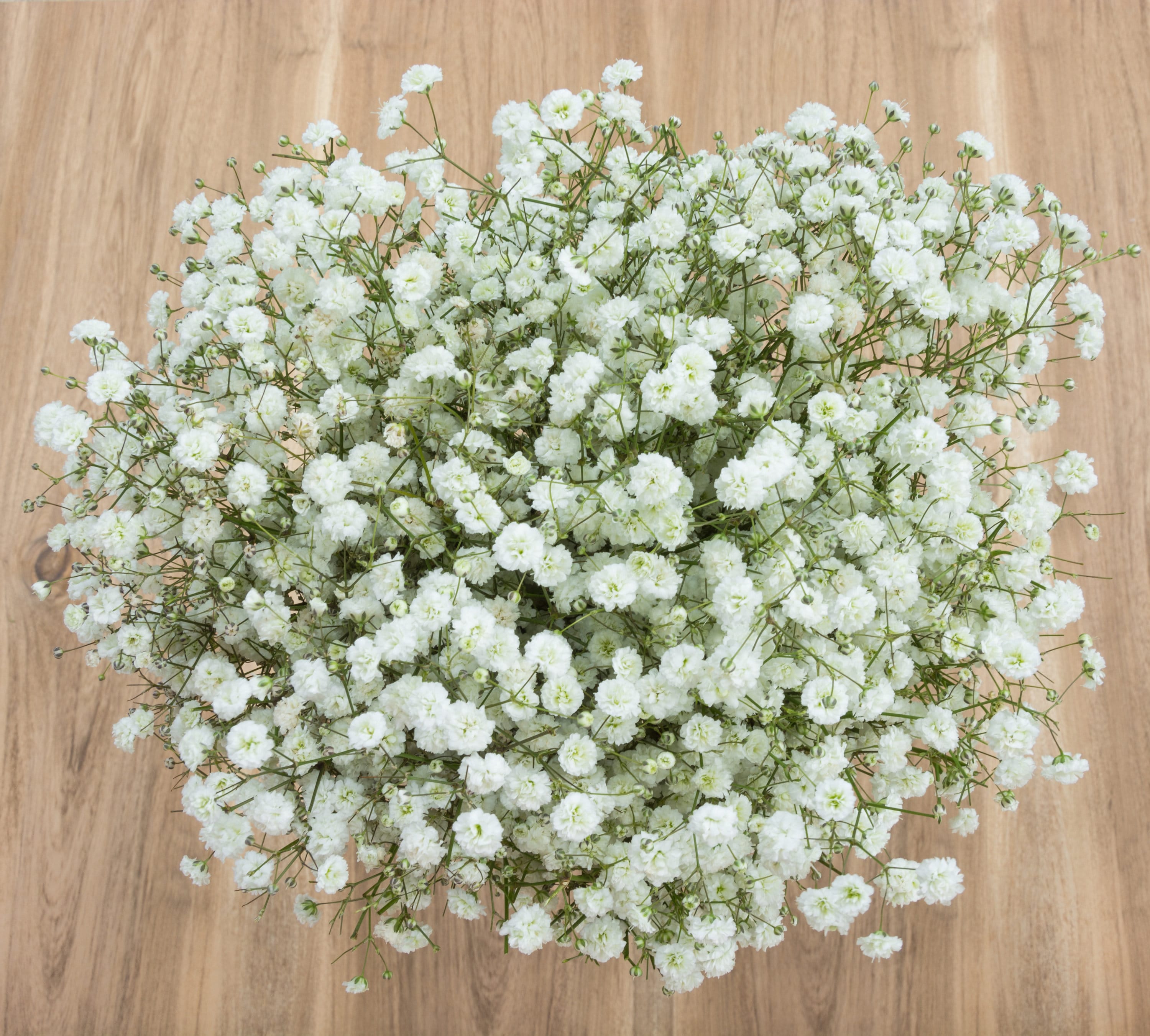 Bulk Dried Gypsophila l Wholesale Baby's Breath for Weddings – Dried Flowers  Decor