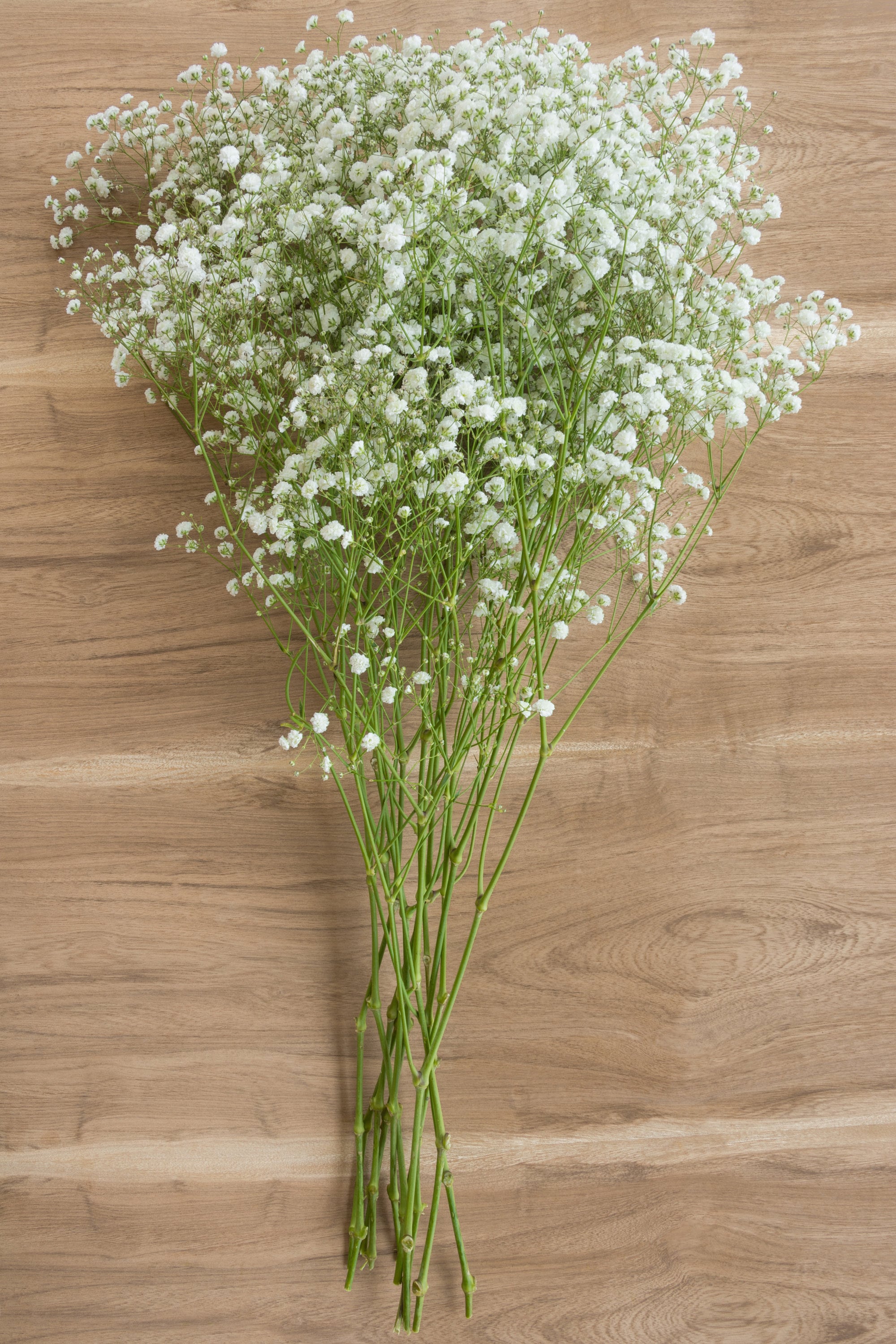 Fresh Baby's Breath Fresh Gypsophila Bulk Fresh Flowers Wedding Flowers