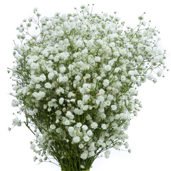 Fresh Baby's Breath Fresh Gypsophila Bulk Fresh - Etsy