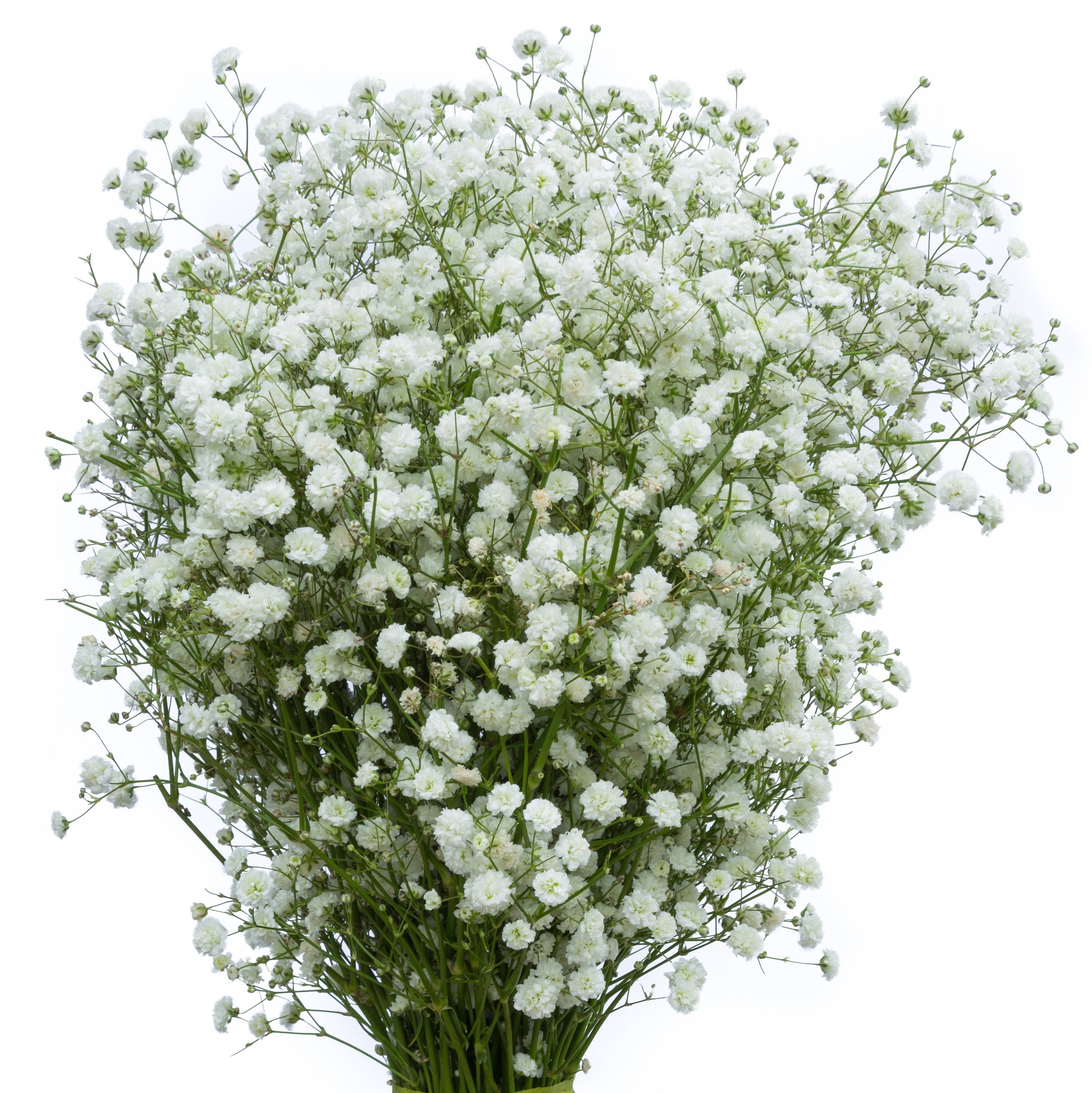 Fresh Baby's Breath Fresh Gypsophila Bulk Fresh Flowers Wedding Flowers