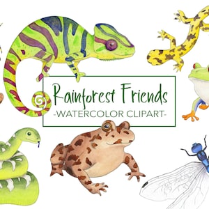 Animal Aquarelle Aquarelle Clipart - Clipart Animal - clipart - Clipart de forêt tropicale tropicale aquarelle Clipart - Clipart Animal mignon-