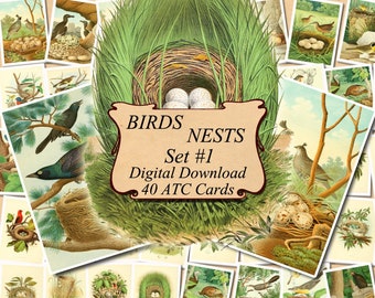 vintage vogel und nest postkarten