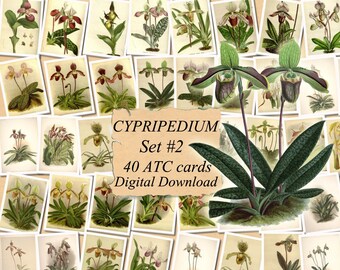 CYPRIPEDIUM-2 flowers Collection of 161 vintage images vegetable botanical pictures High resolution digital download printable Orchidaceae