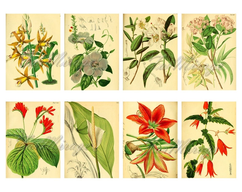 GARDEN FLORA Set #2 digital collage sheet 40 atc cards Printable Instant Download Image Digital Cards Tags vintage image journals kit