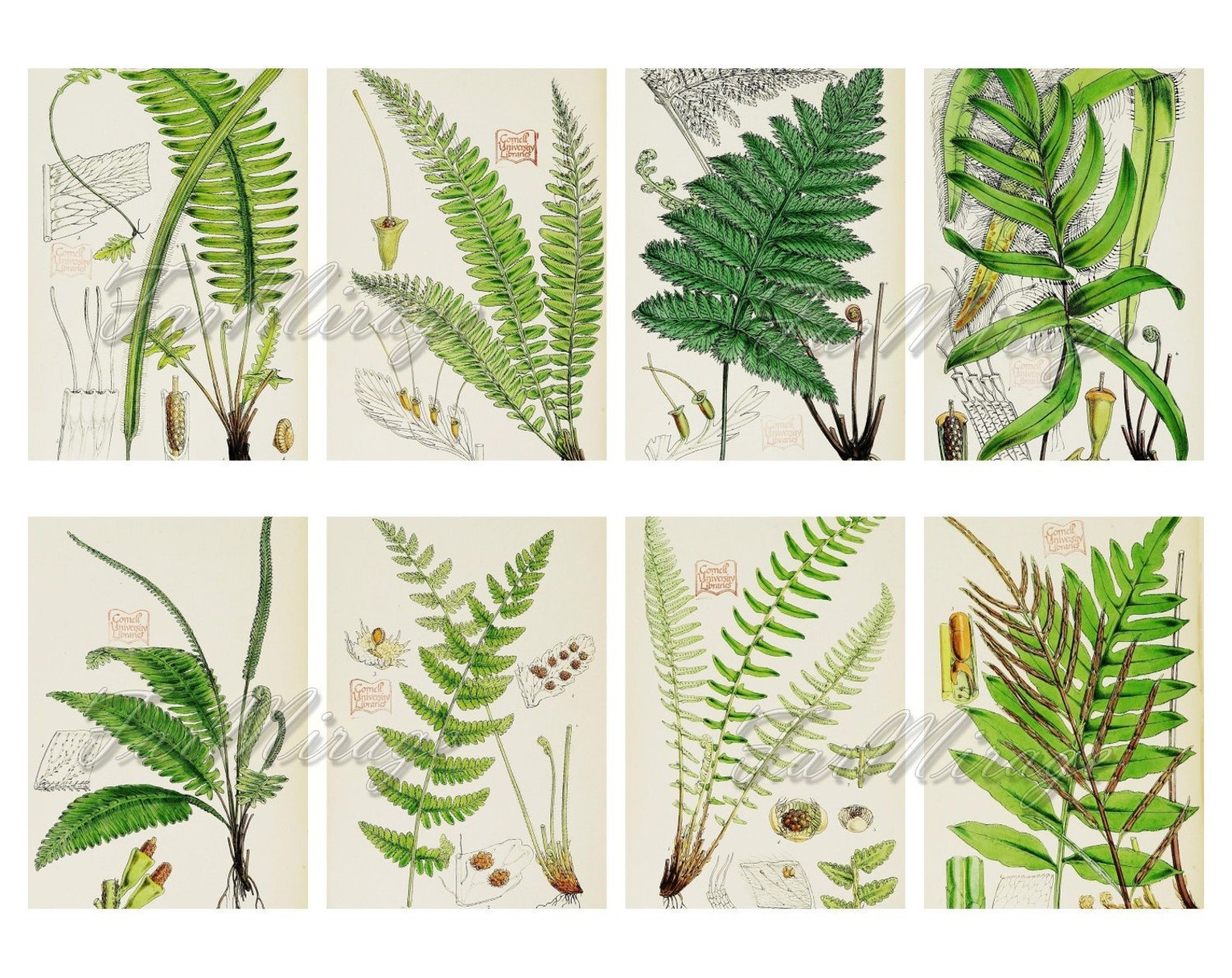 FERNS Set 7 digital collage sheet 40 atc cards Printable | Etsy