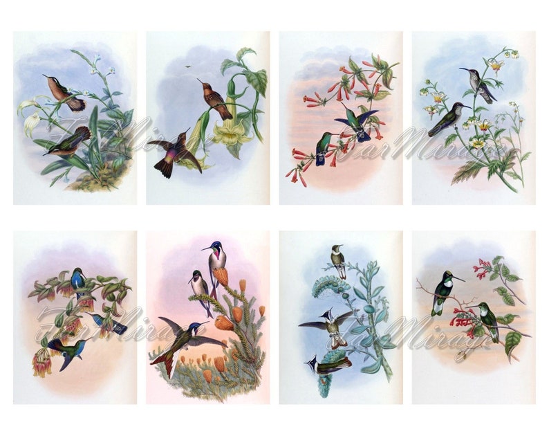 digital collage sheet 40 ATC cards Printable Instant Download Image Digital Cards Tags vintage image John book GOULD/'s HUMMINGBIRDS Set #6