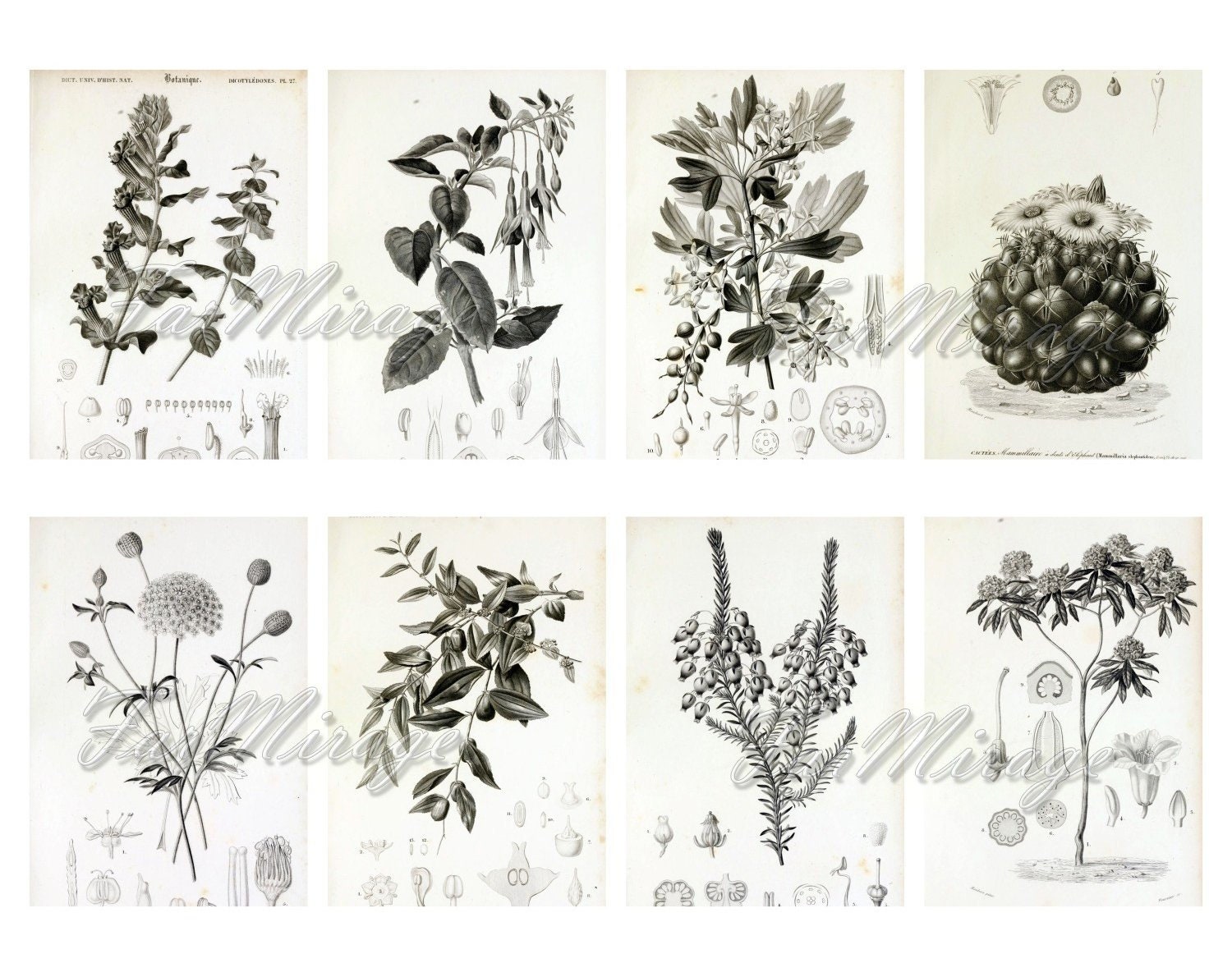 BOTANICAL SKETCHES Set 6 digital collage sheet 40 ATC cards | Etsy