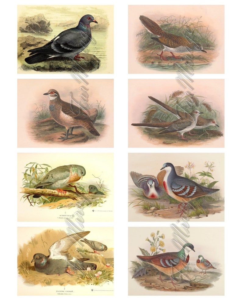PIGEONS Set #2 digital collage sheet 40 ATC cards Printable Instant Download Image Digital Cards Tags vintage image Dove Columbus graphics