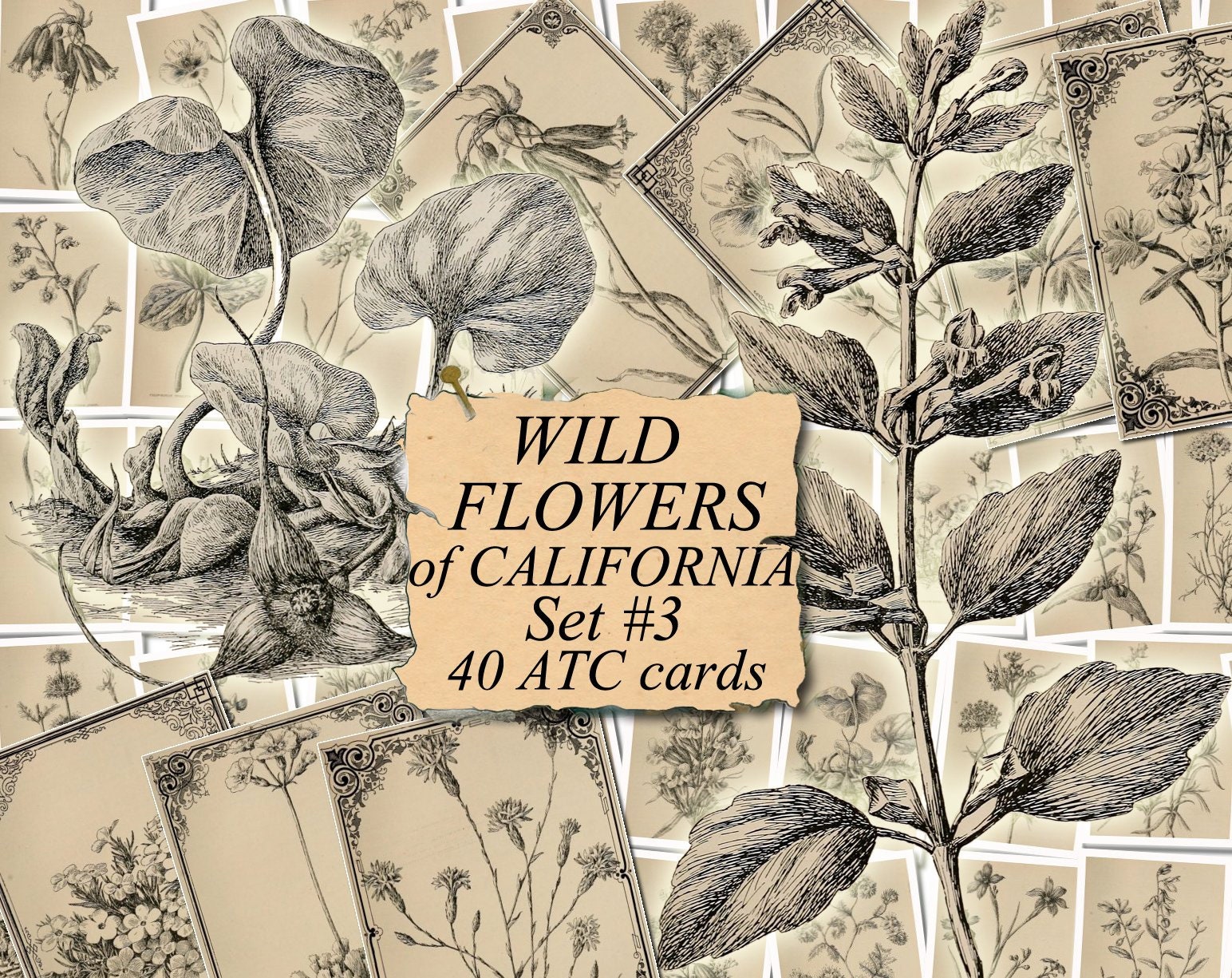 WILD FLOWERS of CALIFORNIA Set 3 digital collage sheet 40 Etsy