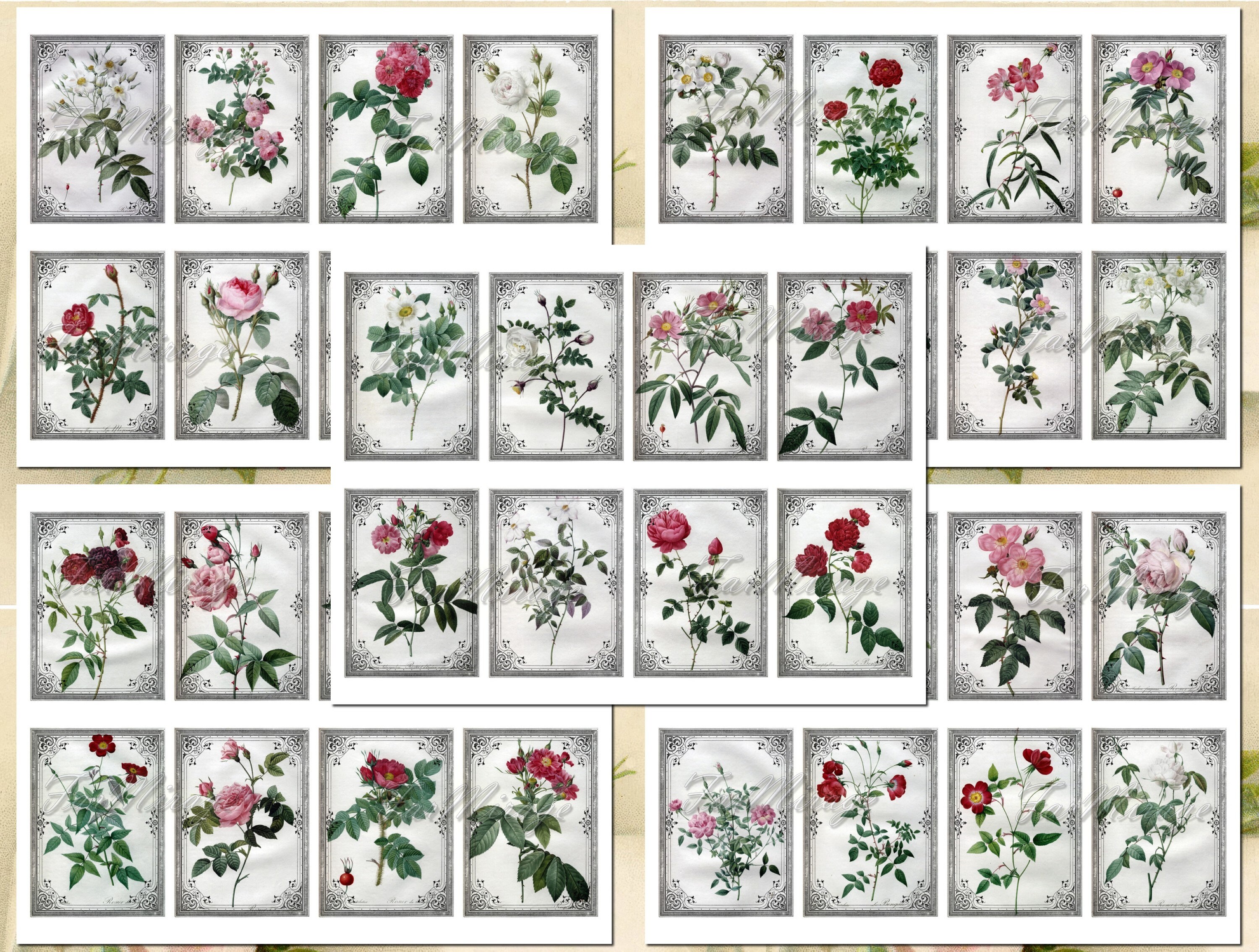 REDOUTE&rsquo;s ROSES Set 3 Pierre-Joseph Redouté digital | Etsy