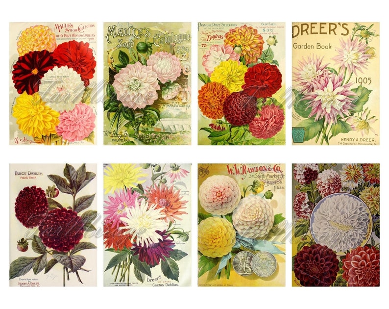 digital collage sheet 40 ATC cards Printable Instant Download Image Digital Cards Tags vintage image flowers journals DAHLIA Set #2