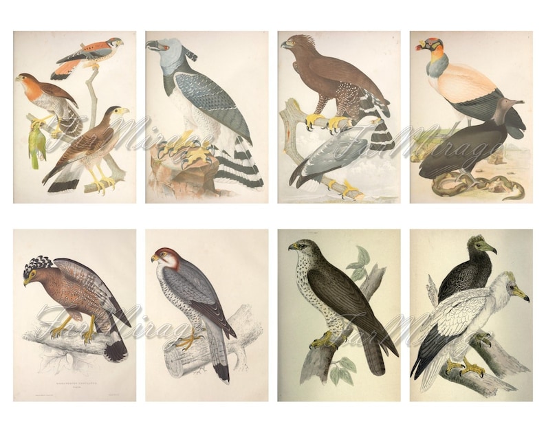 RAPTORS Set #20 digital collage sheet 40 ATC cards Printable Instant Download Image Digital Cards Tags vintage image birds or prey Eagles