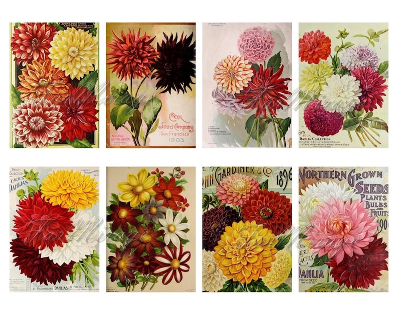 digital collage sheet 40 ATC cards Printable Instant Download Image Digital Cards Tags vintage image flowers journals DAHLIA Set #2