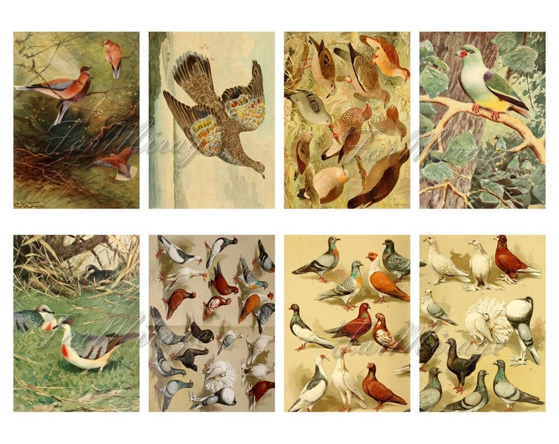 PIGEONS Set #2 digital collage sheet 40 ATC cards Printable Instant Download Image Digital Cards Tags vintage image Dove Columbus graphics