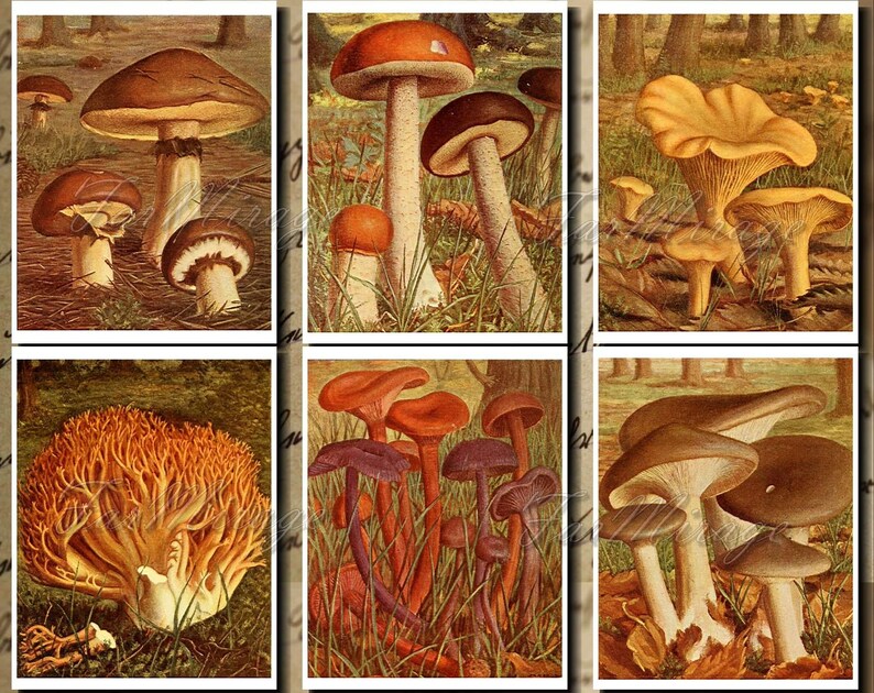 Pastel FUNGI-7 Set Digital Print A4 Collage Pack 54 Instant Download Ephemera Pack journal paper pack junk journal kit Printable Ephemera