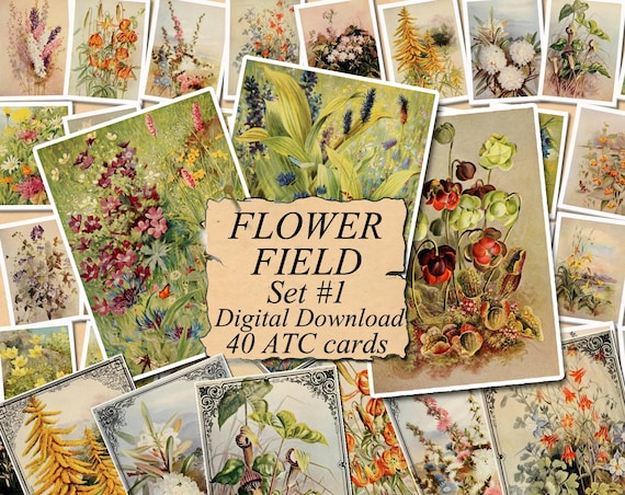 BOTANICAL SKETCHES Set #1 digital collage sheet 40 ATC cards Printable Instant Download Image Digital Cards Tags vintage image journals