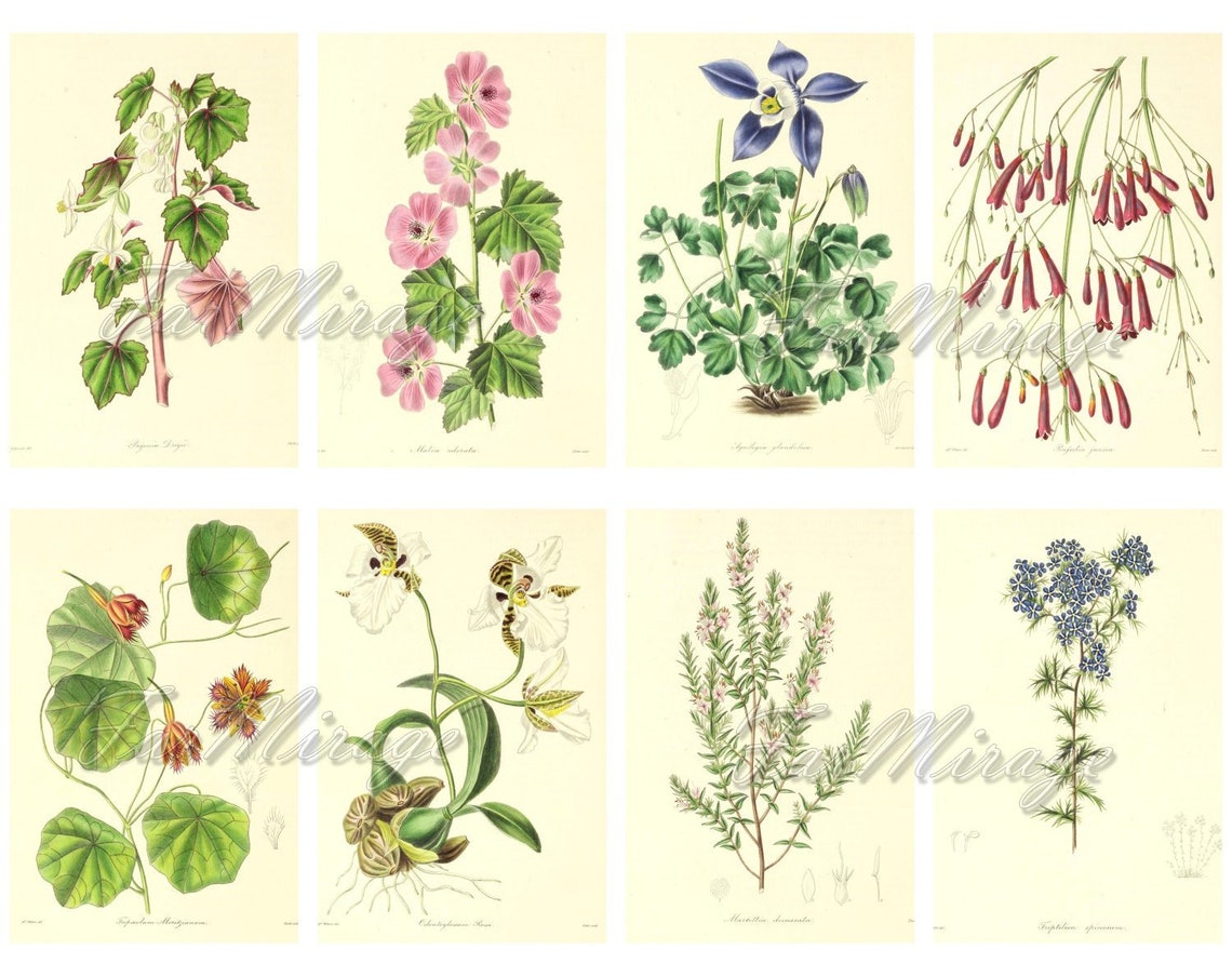 TENDER and HARDY ORNAMENTAL Plants digital collage sheet 40 | Etsy