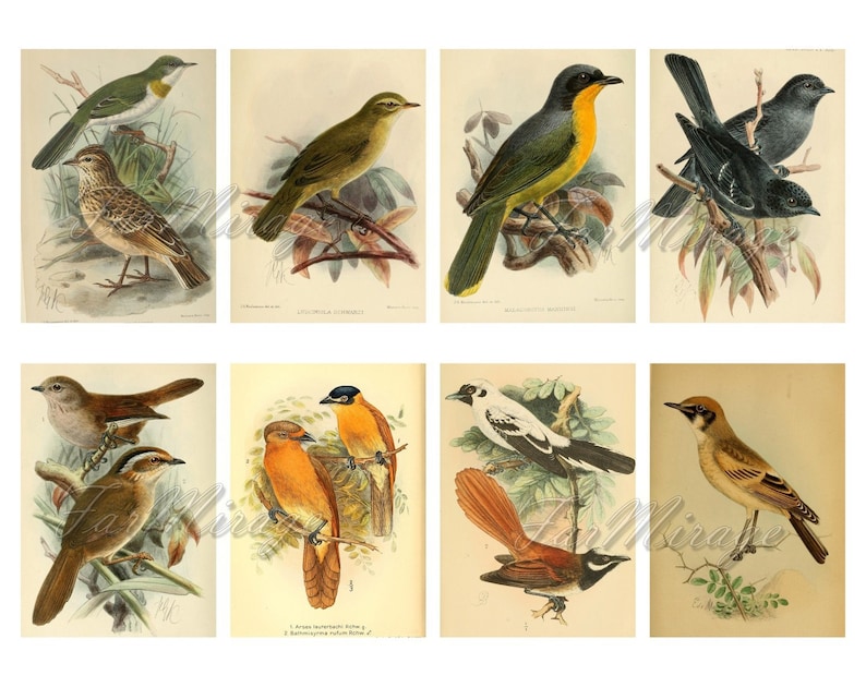 9 Vintage Birds TAGS printable digital download