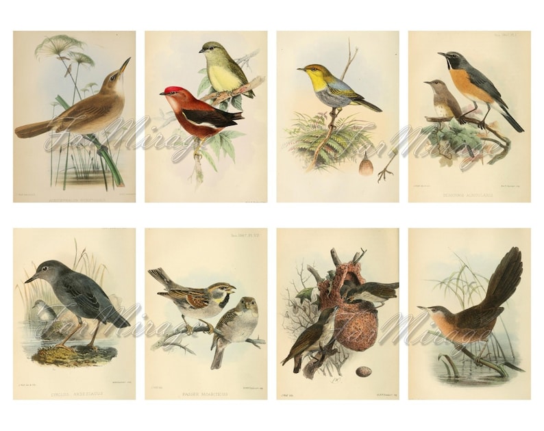 Printable Gift Tags Vintage Birds Printable Digital Download bird images 2 x 3.5