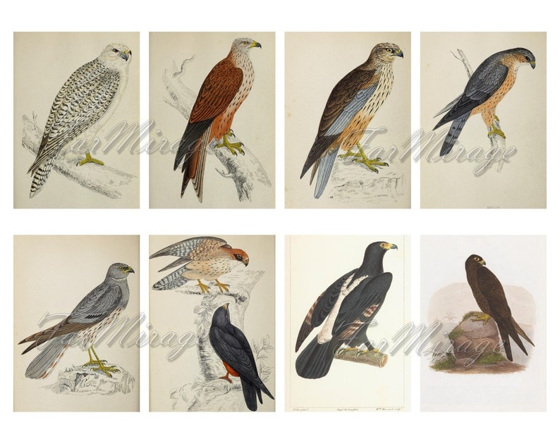 RAPTORS Set #20 digital collage sheet 40 ATC cards Printable Instant Download Image Digital Cards Tags vintage image birds or prey Eagles