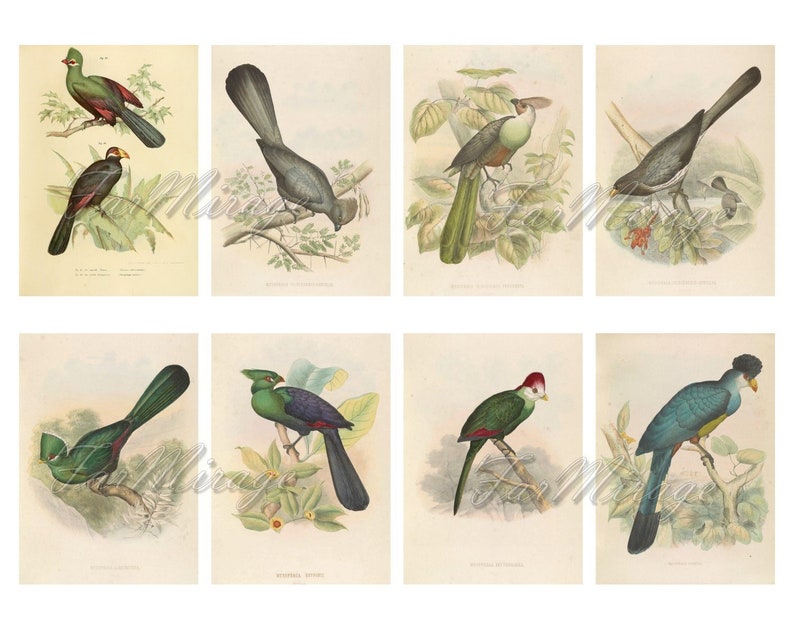 TURACOS BANANA-EATERS Set #1 digital collage sheet 40 atc cards Printable Instant Download Image Digital Cards Tags vintage tropical