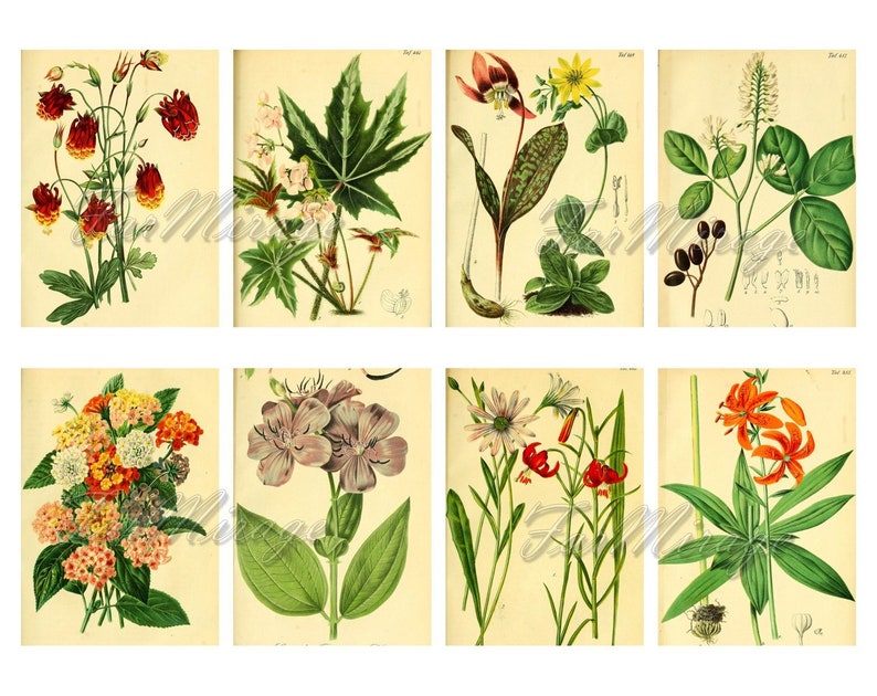 GARDEN FLORA Set #2 digital collage sheet 40 atc cards Printable Instant Download Image Digital Cards Tags vintage image journals kit