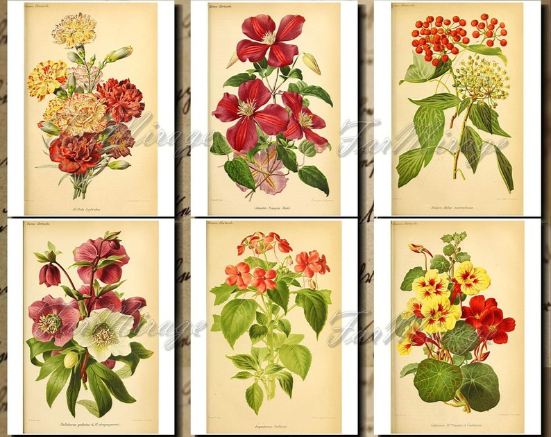 BOTANICALS Pastel-25 Set Digital Collage Pack 54 Instant Download Ephemera Pack journal cards paper pack junk journal kit Printable Ephemera