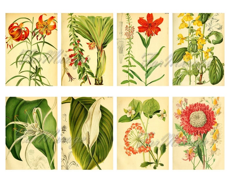 GARDEN FLORA Set #2 digital collage sheet 40 atc cards Printable Instant Download Image Digital Cards Tags vintage image journals kit