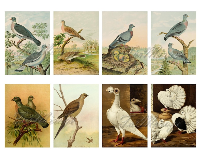 PIGEONS Set #2 digital collage sheet 40 ATC cards Printable Instant Download Image Digital Cards Tags vintage image Dove Columbus graphics