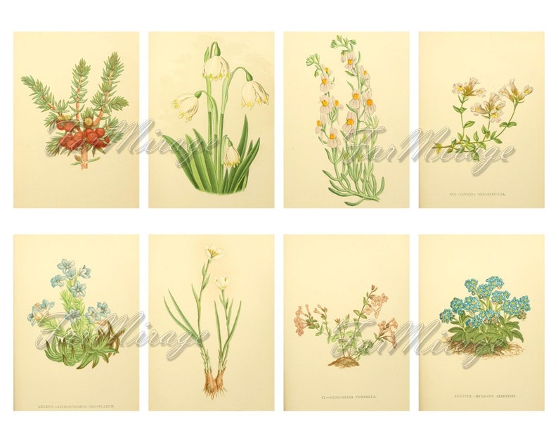 The FLORA of the ALPS Set #2 digital collage sheet 40 ATC cards Printable Instant Download Image Digital Cards Tags vintage journals kit