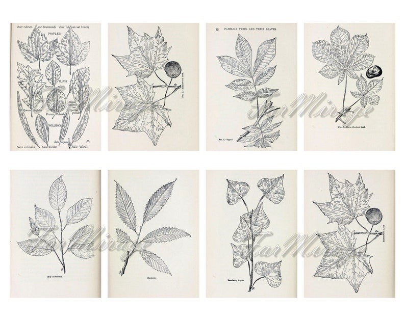 BOTANICAL SKETCHES Set #1 digital collage sheet 40 ATC cards Printable Instant Download Image Digital Cards Tags vintage image journals