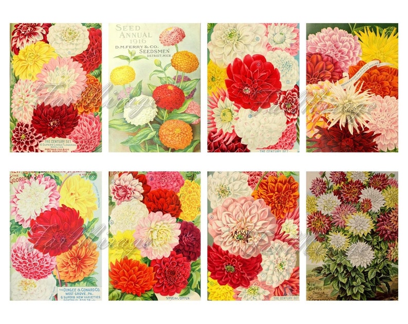 digital collage sheet 40 ATC cards Printable Instant Download Image Digital Cards Tags vintage image flowers journals DAHLIA Set #2