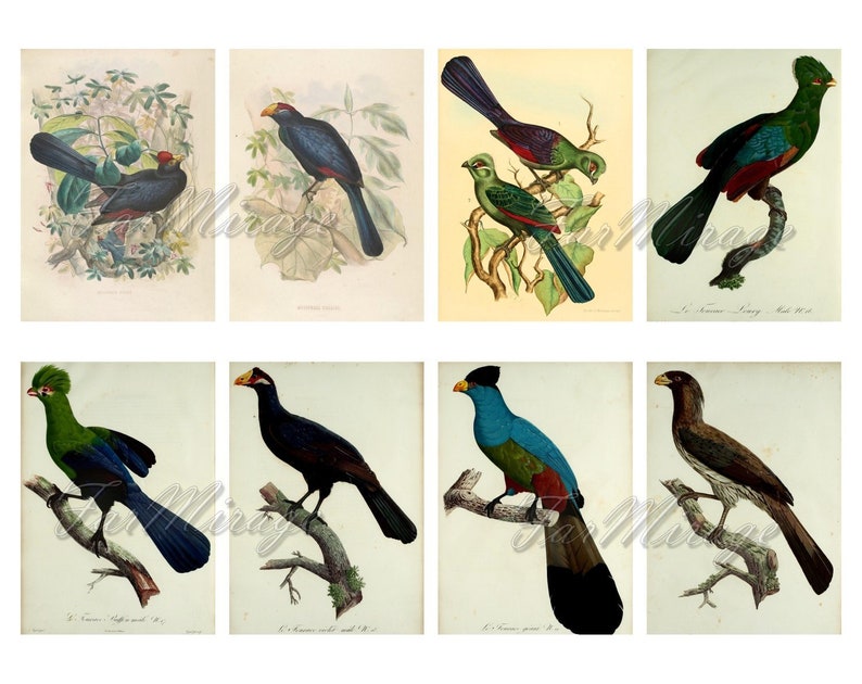 TURACOS BANANA-EATERS Set #1 digital collage sheet 40 atc cards Printable Instant Download Image Digital Cards Tags vintage tropical