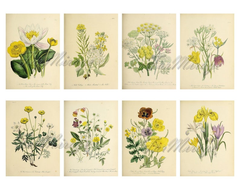 The FLORA of the ALPS Set #2 digital collage sheet 40 ATC cards Printable Instant Download Image Digital Cards Tags vintage journals kit