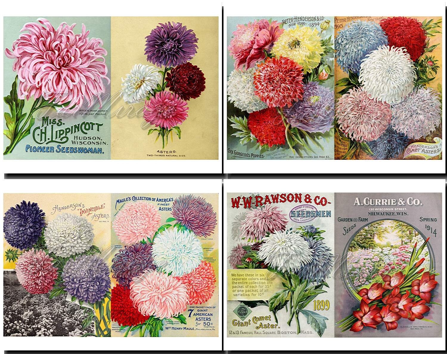 Printable Ephemera15 ASTERS Chrysanthemums SEEDS Catalogs Set Etsy