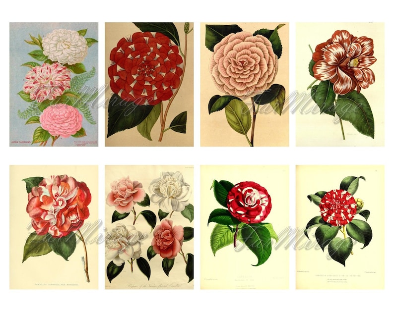 digital collage sheet 40 ATC cards Printable Instant Download Image Digital Cards Tags vintage image flowers journals CAMELLIA Set #8