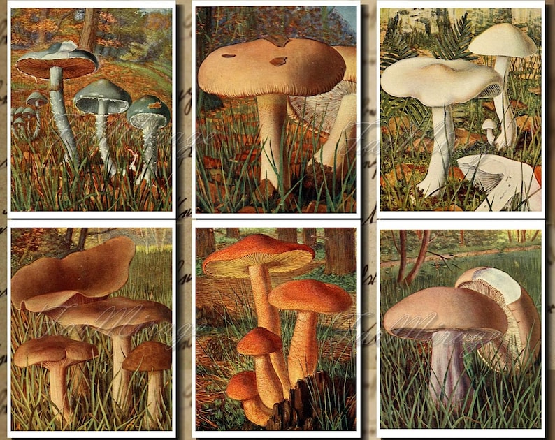 Pastel FUNGI-7 Set Digital Print A4 Collage Pack 54 Instant Download Ephemera Pack journal paper pack junk journal kit Printable Ephemera