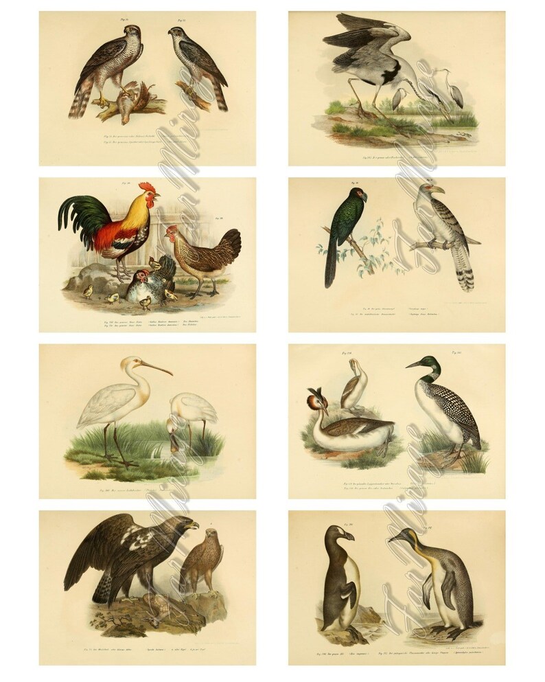 digital collage sheet 40 ATC cards Printable Instant Download Image Digital Cards Tags vintage book page sheet album BIRD ATLAS Set #3