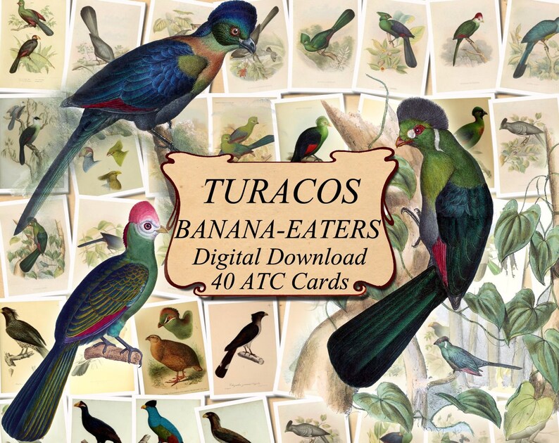 TURACOS BANANA-EATERS Set #1 digital collage sheet 40 atc cards Printable Instant Download Image Digital Cards Tags vintage tropical