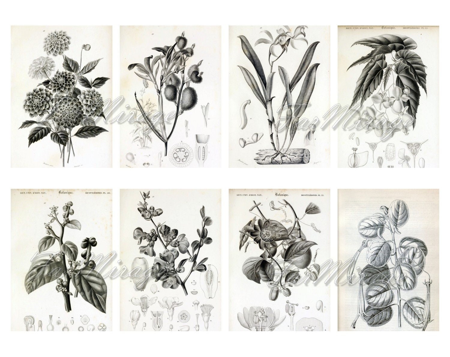 BOTANICAL SKETCHES Set 6 digital collage sheet 40 ATC cards | Etsy