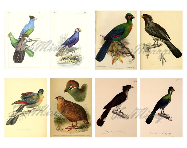 TURACOS BANANA-EATERS Set #1 digital collage sheet 40 atc cards Printable Instant Download Image Digital Cards Tags vintage tropical