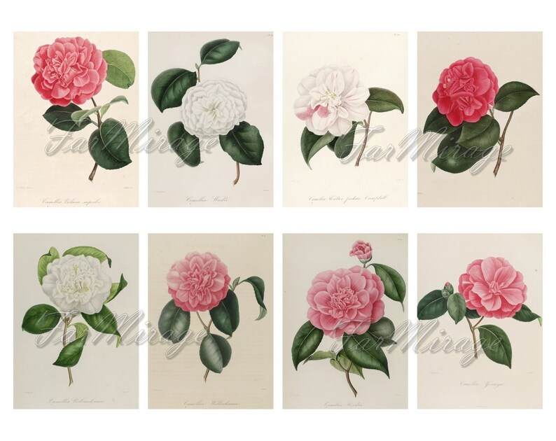digital collage sheet 40 ATC cards Printable Instant Download Image Digital Cards Tags vintage image flowers journals CAMELLIA Set #8